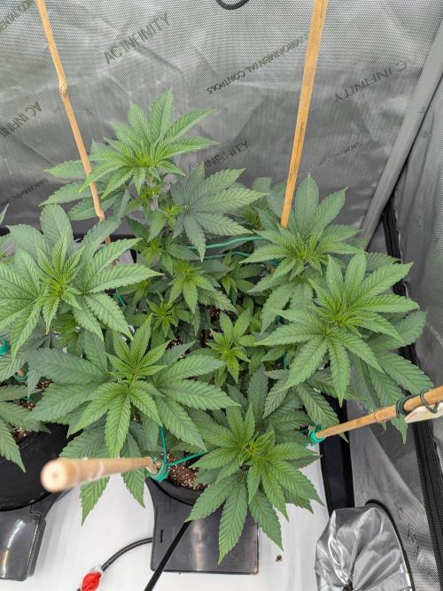 Clementine Slush #2. Week 8 - Week 8 - Day 56: Strongest of the Tent