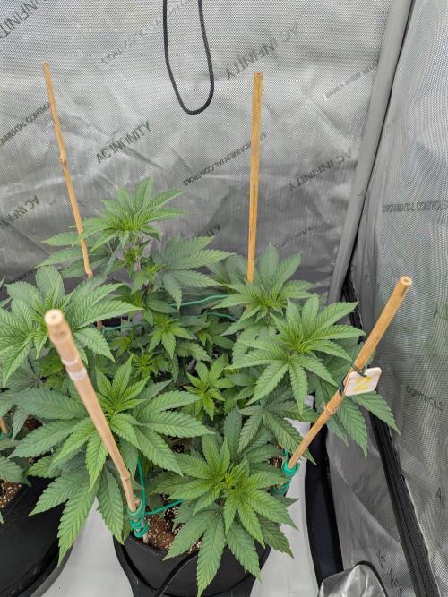 Clementine Slush #2. Week 8 - Week 8 - Day 56: Strongest of the Tent