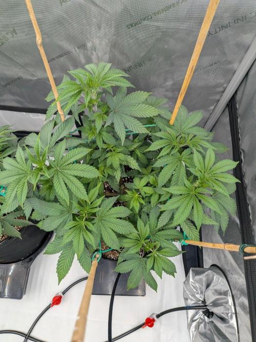 Clementine Slush #2. Week 8 - Week 8 - Day 55: Happy!