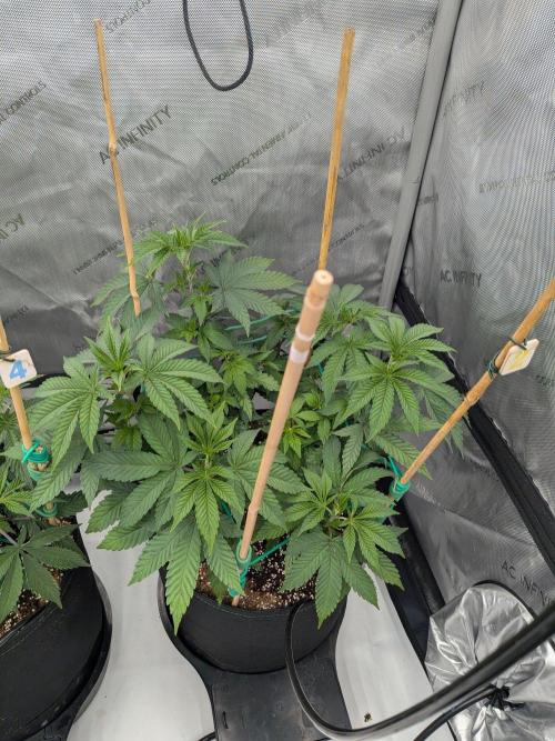 Clementine Slush #2. Week 8 - Week 8 - Day 55: Happy!