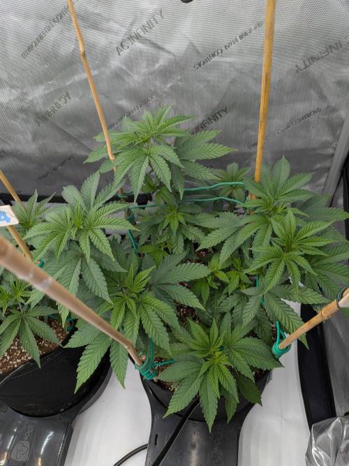 Clementine Slush #2. Week 8 - Week 8 - Day 55: Happy!