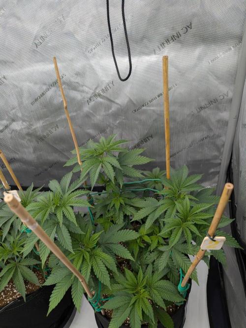 Clementine Slush #2. Week 8 - Week 8 - Day 54: Strongest of the Tent