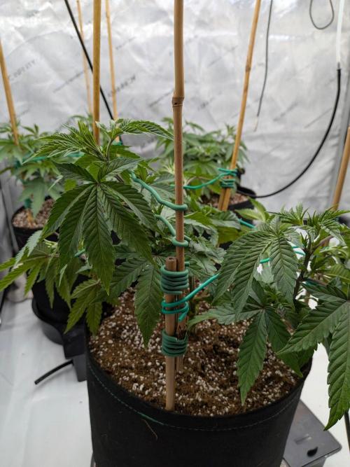 Clementine Slush #2. Week 8 - Week 8 - Day 54: Strongest of the Tent