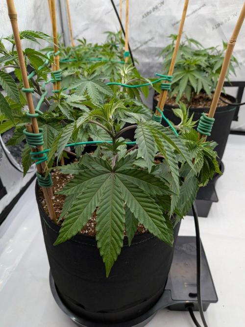 Clementine Slush #2. Week 8 - Week 8 - Day 54: Strongest of the Tent