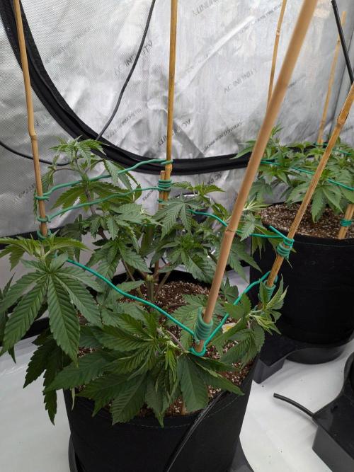 Clementine Slush #2. Week 8 - Week 8 - Day 54: Strongest of the Tent