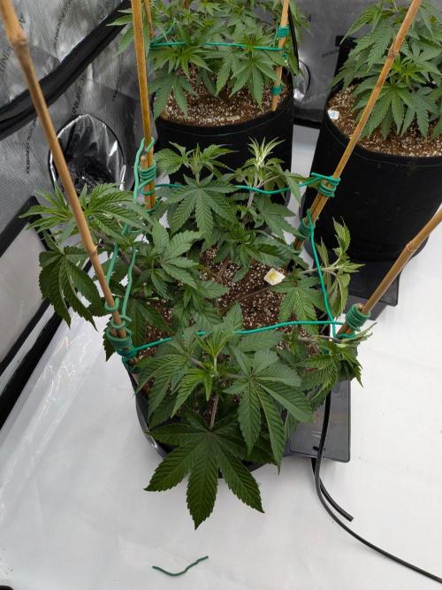 Clementine Slush #2. Week 8 - Week 8 - Day 53: Happy!