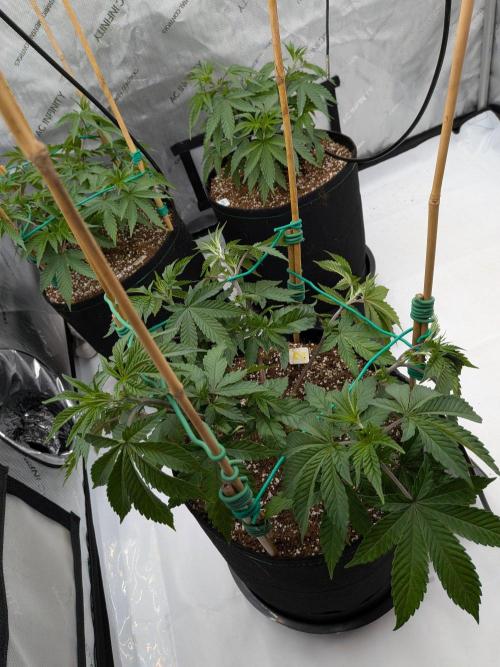 Clementine Slush #2. Week 8 - Week 8 - Day 54: Strongest of the Tent