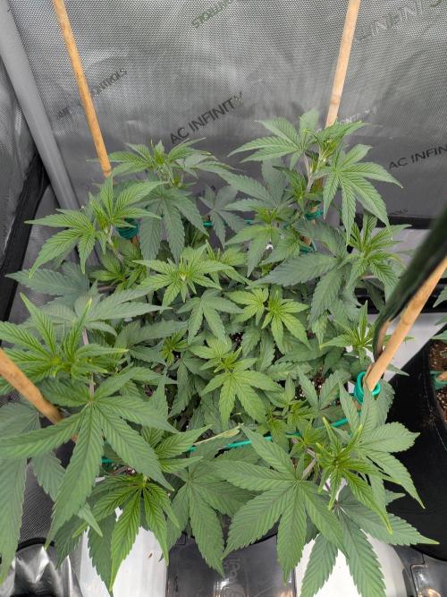 Clementine Slush #3. Week 8 - Week 8 - Day 55: Booming!