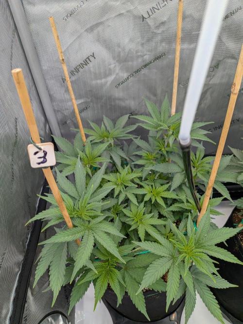 Clementine Slush #3. Week 8 - Week 8 - Day 56: Wow, She is Thriving!