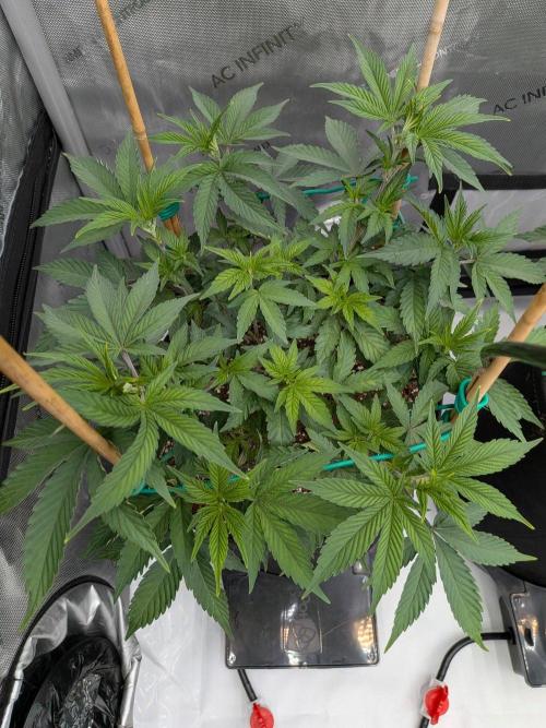 Clementine Slush #3. Week 8 - Week 8 - Day 54: Really Happy and Lots of Tops