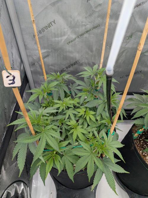 Clementine Slush #3. Week 8 - Week 8 - Day 55: Booming!