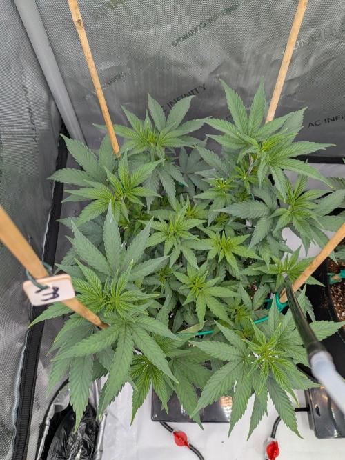 Clementine Slush #3. Week 8 - Week 8 - Day 56: Wow, She is Thriving!