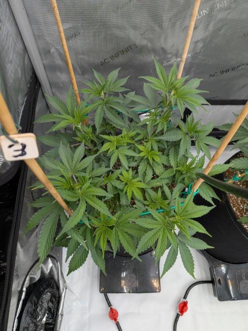Clementine Slush #3. Week 8 - Week 8 - Day 54: Really Happy and Lots of Tops