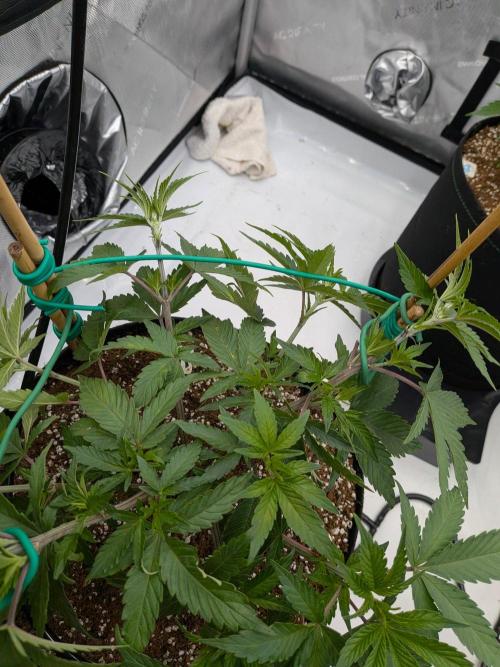 Clementine Slush #3. Week 8 - Week 8 - Day 51: Continued LST