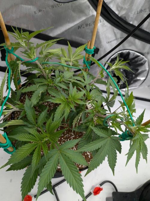 Clementine Slush #3. Week 8 - Week 8 - Day 51: Continued LST