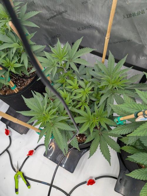 Clementine Slush #4. Week 8 - Week 8 - Day 56: Smallest of the Tent, But she is Producing!