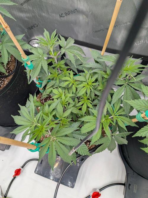 Clementine Slush #4. Week 8 - Week 8 - Day 55: Tops are Topping