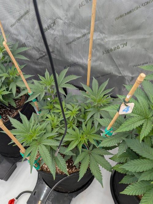 Clementine Slush #4. Week 8 - Week 8 - Day 56: Smallest of the Tent, But she is Producing!