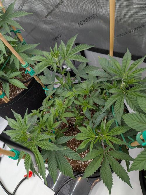 Clementine Slush #4. Week 8 - Week 8 - Day 54: Dwarfed, But Powerful