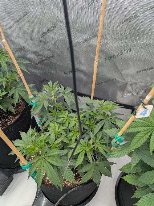 Clementine Slush #4. Week 8 - Week 8 - Day 55: Tops are Topping
