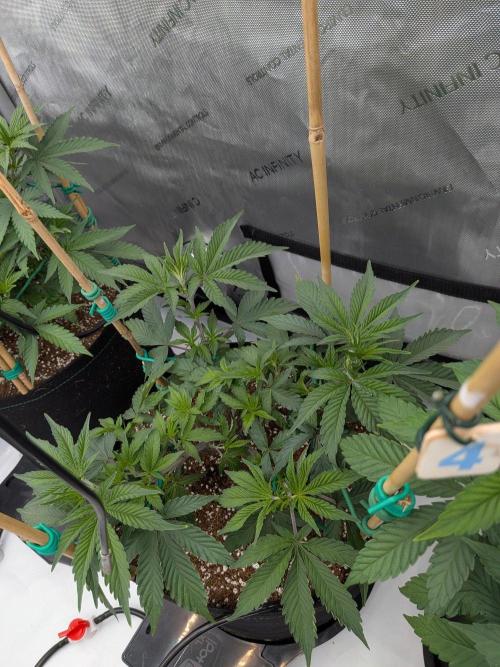 Clementine Slush #4. Week 8 - Week 8 - Day 54: Dwarfed, But Powerful