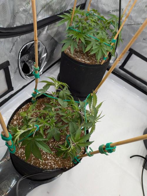 Clementine Slush #4. Week 8 - Week 8 - Day 51: LST Top Bring Her Up to Size
