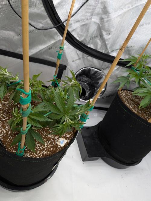 Clementine Slush #4. Week 8 - Week 8 - Day 51: LST Top Bring Her Up to Size
