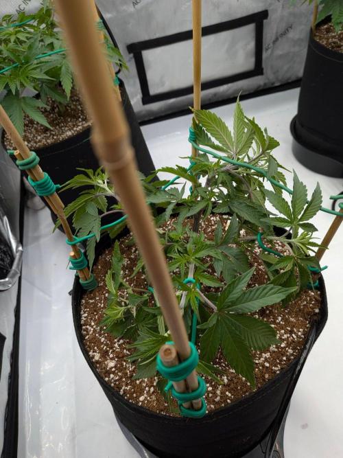 Clementine Slush #4. Week 8 - Week 8 - Day 51: LST Top Bring Her Up to Size