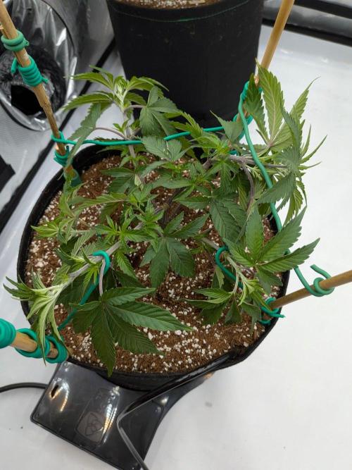 Clementine Slush #4. Week 8 - Week 8 - Day 51: LST Top Bring Her Up to Size