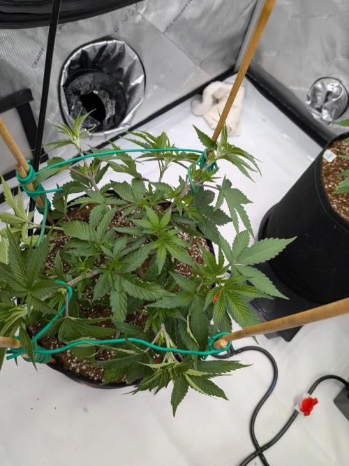 Clementine Slush #4. Week 8 - Week 8 - Day 51: LST Top Bring Her Up to Size