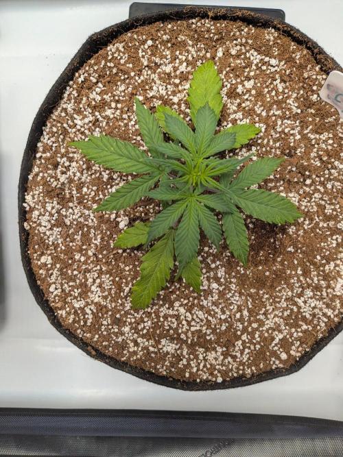 Critical Mass CBD Auto #1. Week 3 - Week 3 - Day 20: Looking Strong and Recovered, Stacking Nodes