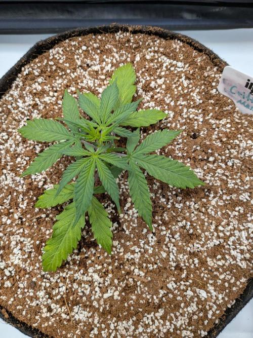 Critical Mass CBD Auto #1. Week 3 - Week 3 - Day 19: Healthy