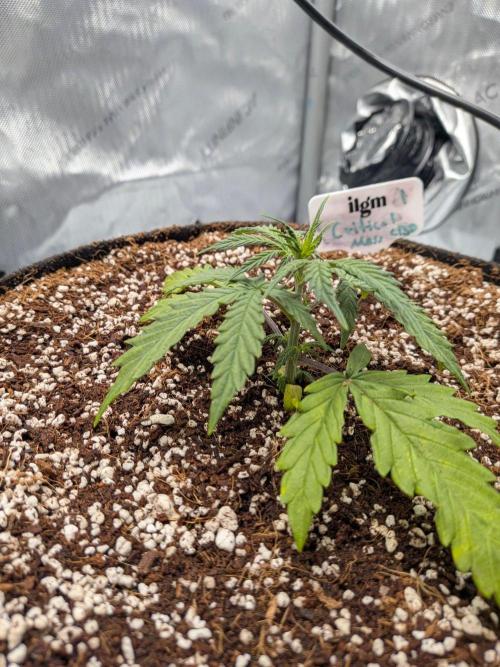 Critical Mass CBD Auto #1. Week 3 - Week 3 - Day 18: Recovering