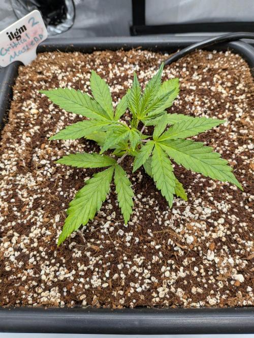 Critical Mass CBD Auto. Week 3