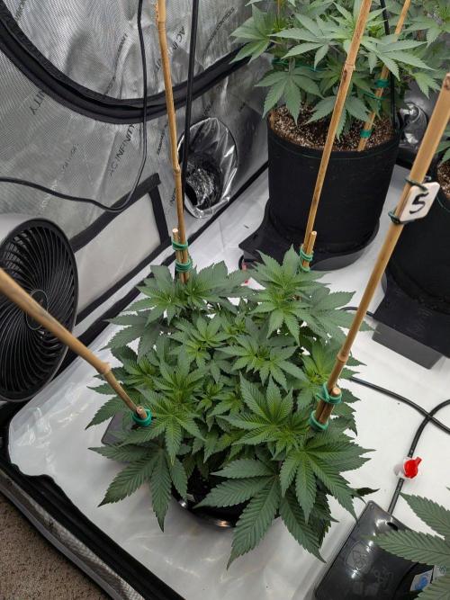 Clementine Slush #5. Week 9 - Flower Week 1: Day 5: Stretch Begins