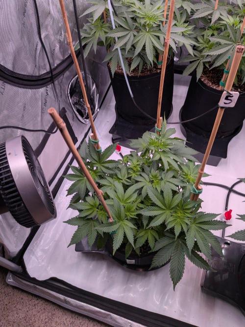 Clementine Slush #5. Week 9 - Flower Week 1: Day 3