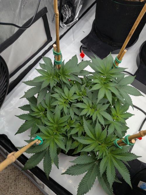 Clementine Slush #5. Week 9 - Flower Week 1: Day 5: Stretch Begins