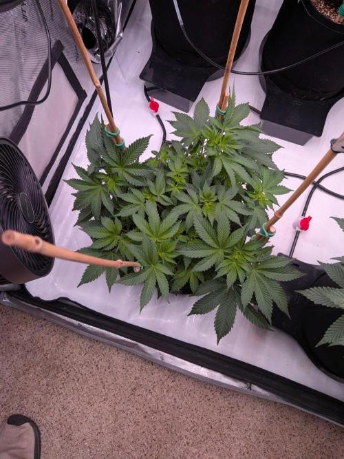 Clementine Slush. Week 9