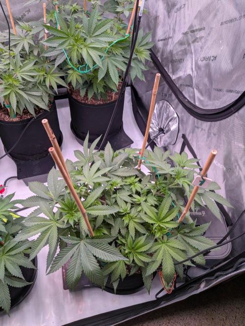 Clementine Slush #1. Week 9 - Flower Week 1: Day 5: Stretch Starting!
