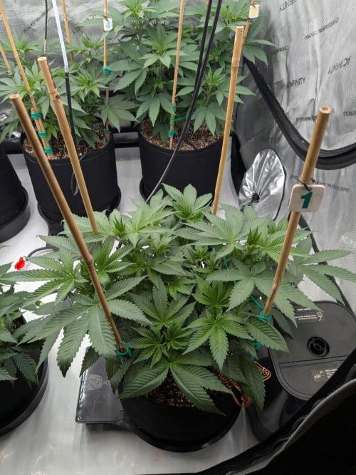 Clementine Slush. Week 9