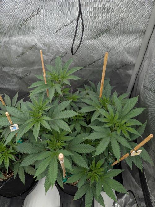 Clementine Slush. Week 9