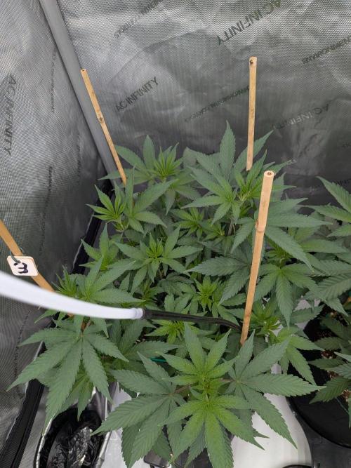 Clementine Slush. Week 9