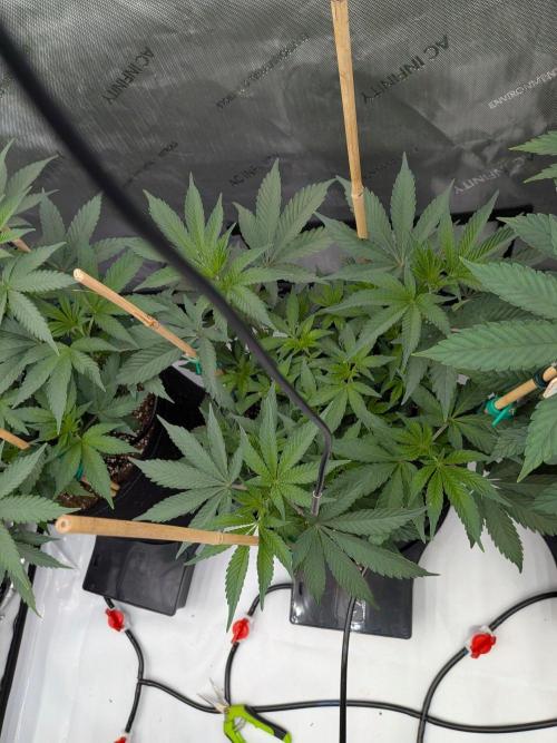 Clementine Slush #4. Week 9 - Flower Week 1: Day 3