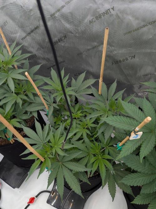 Clementine Slush #4. Week 9 - Flower Week 1: Day 3