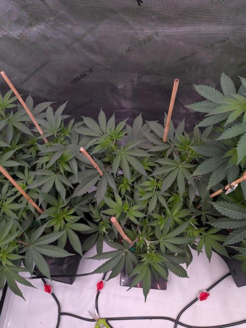 Clementine Slush #4. Week 9 - Flower Week 1: Day 5: Stretch Begins