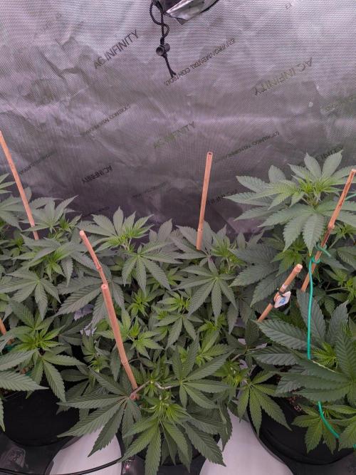Clementine Slush #4. Week 9 - Flower Week 1: Day 5: Stretch Begins