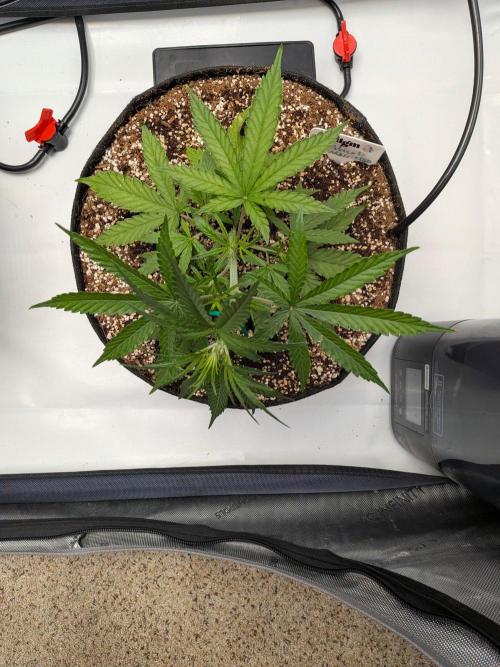 Critical Mass CBD Auto #1. Week 4 - Week 4 - Day 27: Happy Gal
