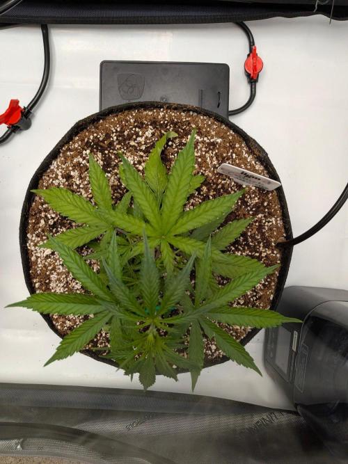 Critical Mass CBD Auto #1. Week 4 - Week 4 - Day 27: Happy Gal 4 - Day 27