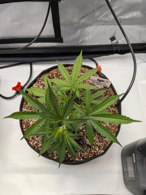 Critical Mass CBD Auto #1. Week 4 - Week 4 - Day 27: Happy Gal