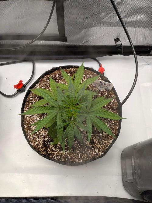 Critical Mass CBD Auto #1. Week 4 - Week 4 - Day 26: Slight LST Each Day